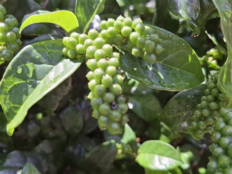 枯里珍果實可以吃嗎|花草植物園藝 